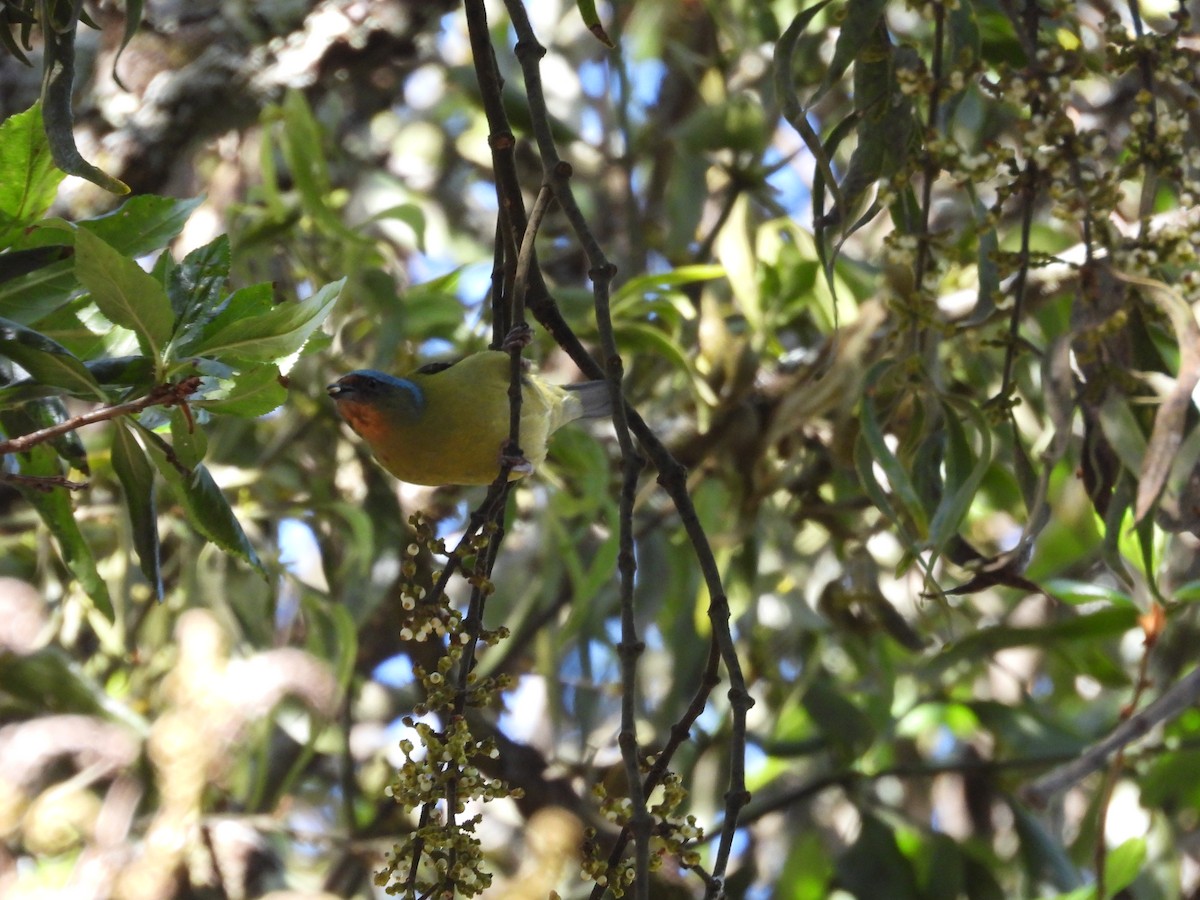 Elegant Euphonia - ML559688441