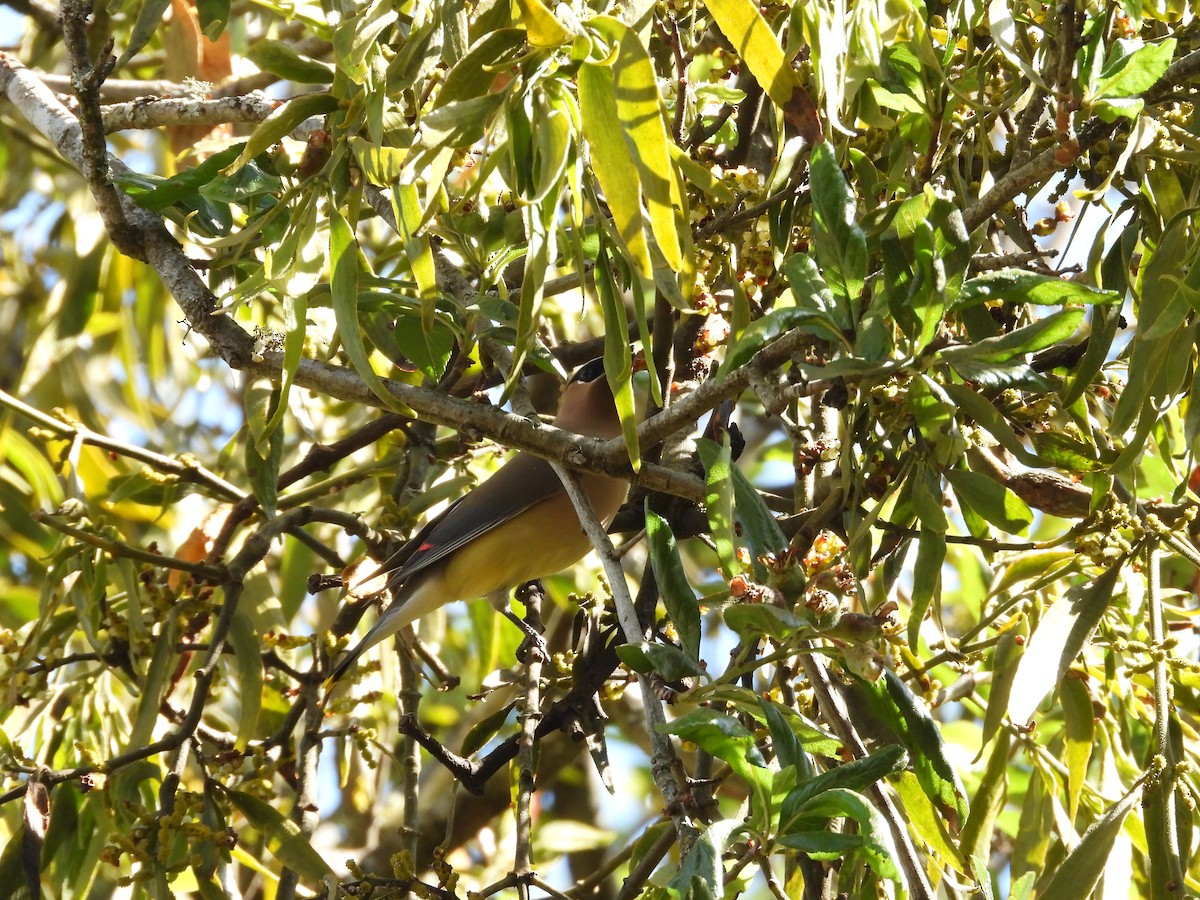 Cedar Waxwing - ML559688831
