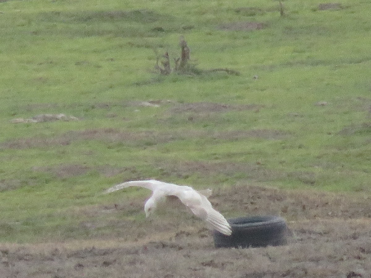 Larus sp. - Bryant Olsen