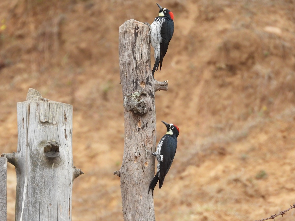 Acorn Woodpecker - ML559689761
