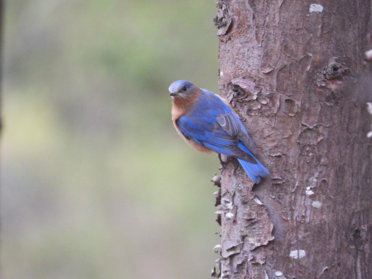 Eastern Bluebird - ML559690311