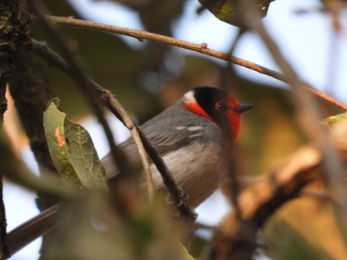 Red-faced Warbler - ML559690771