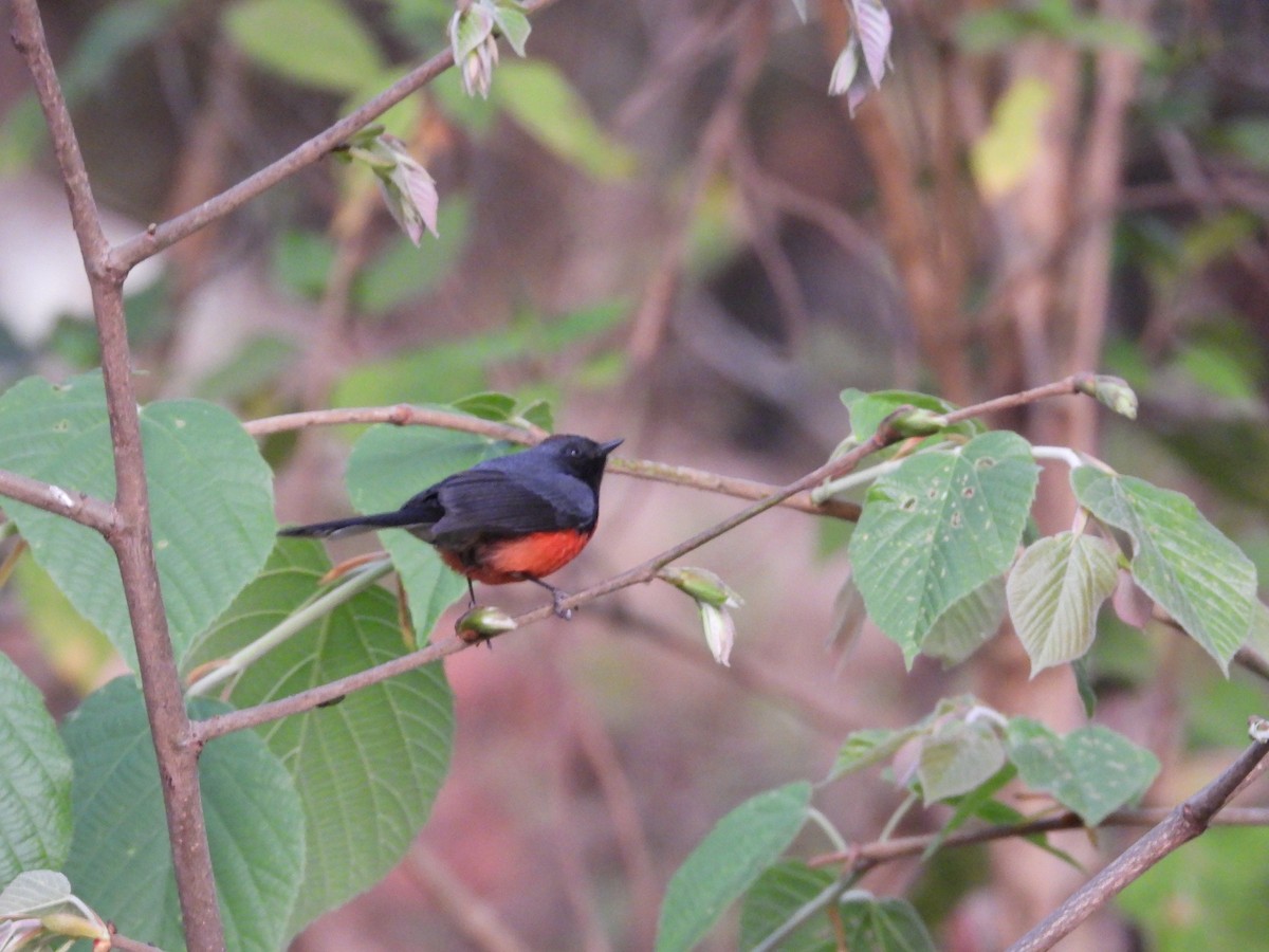 Slate-throated Redstart - ML559691041