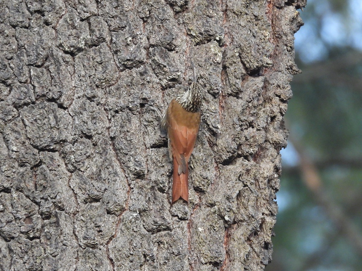 White-striped Woodcreeper - ML559691251