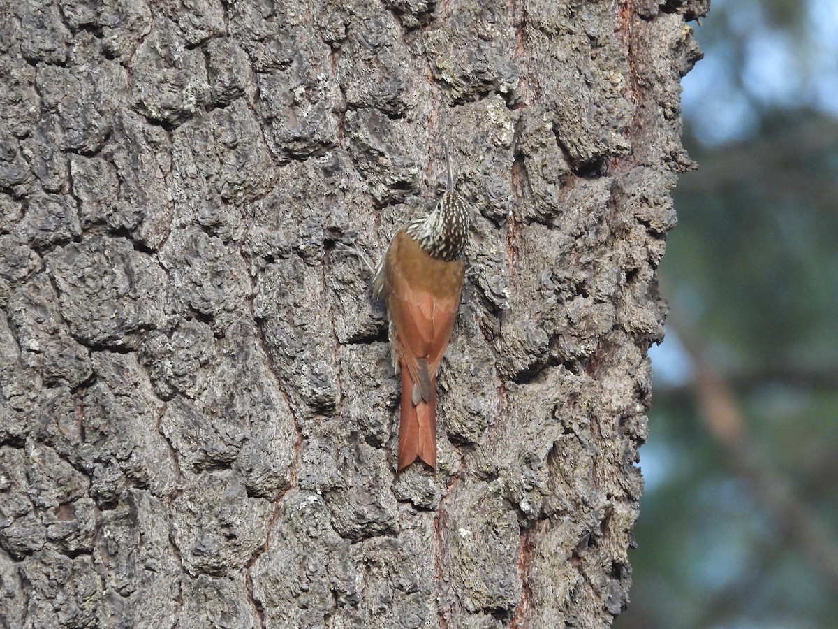 White-striped Woodcreeper - Ignacio Torres-García