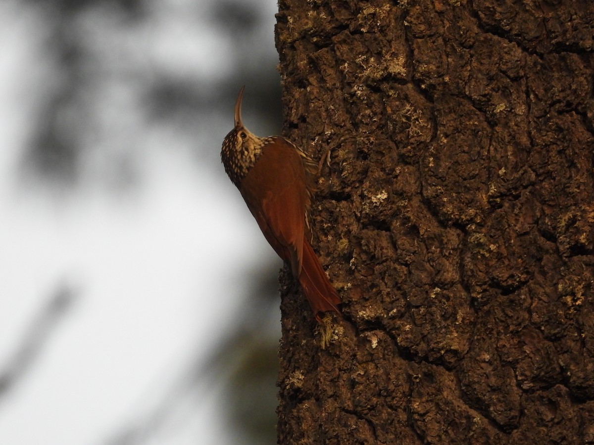 White-striped Woodcreeper - ML559691371