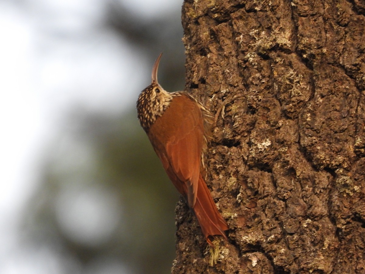 White-striped Woodcreeper - ML559691531
