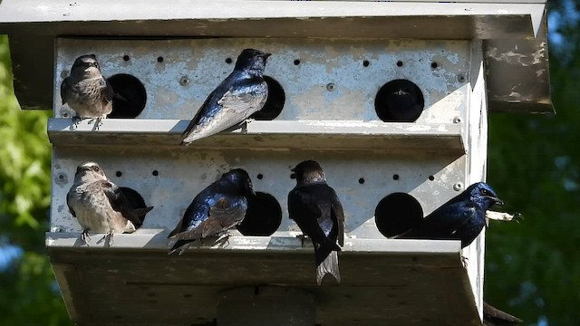 Purple Martin - ML559692001