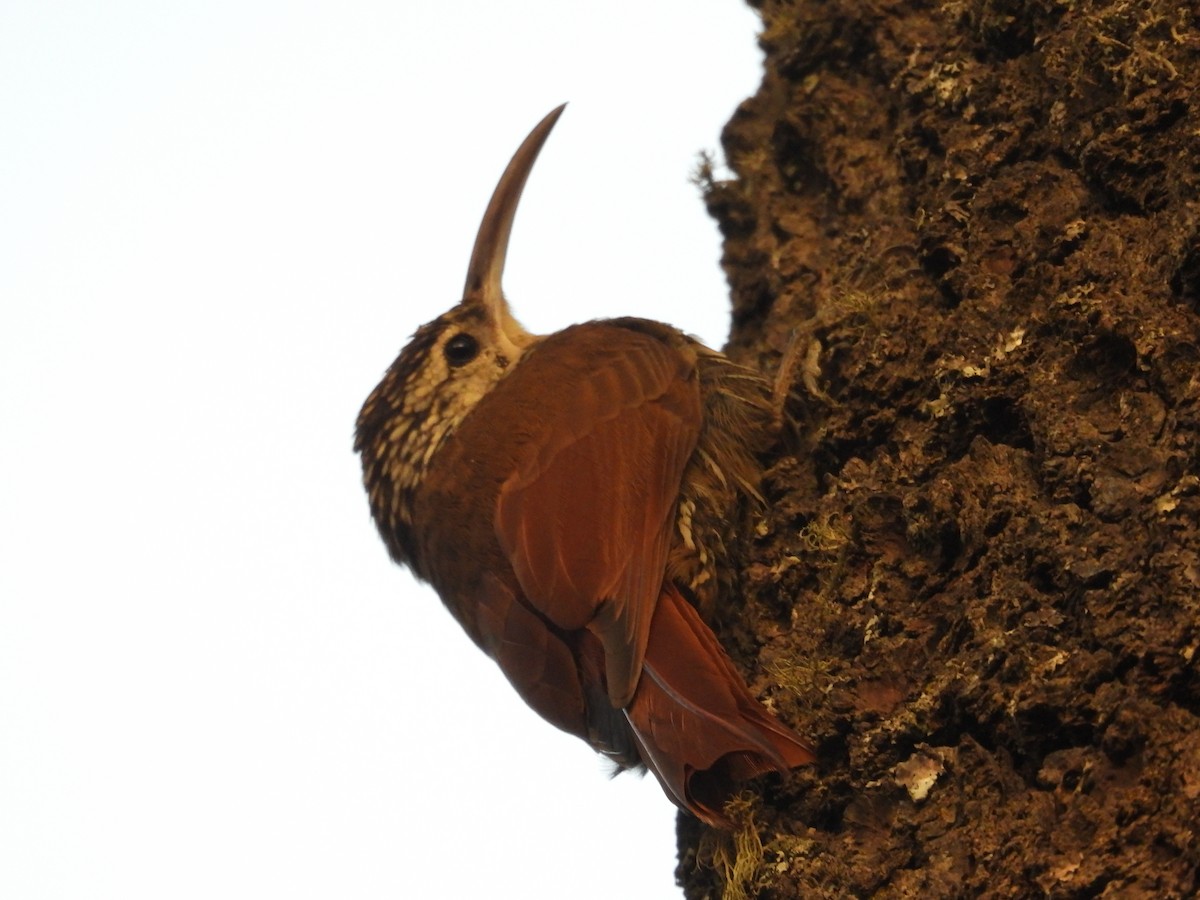 White-striped Woodcreeper - ML559692061