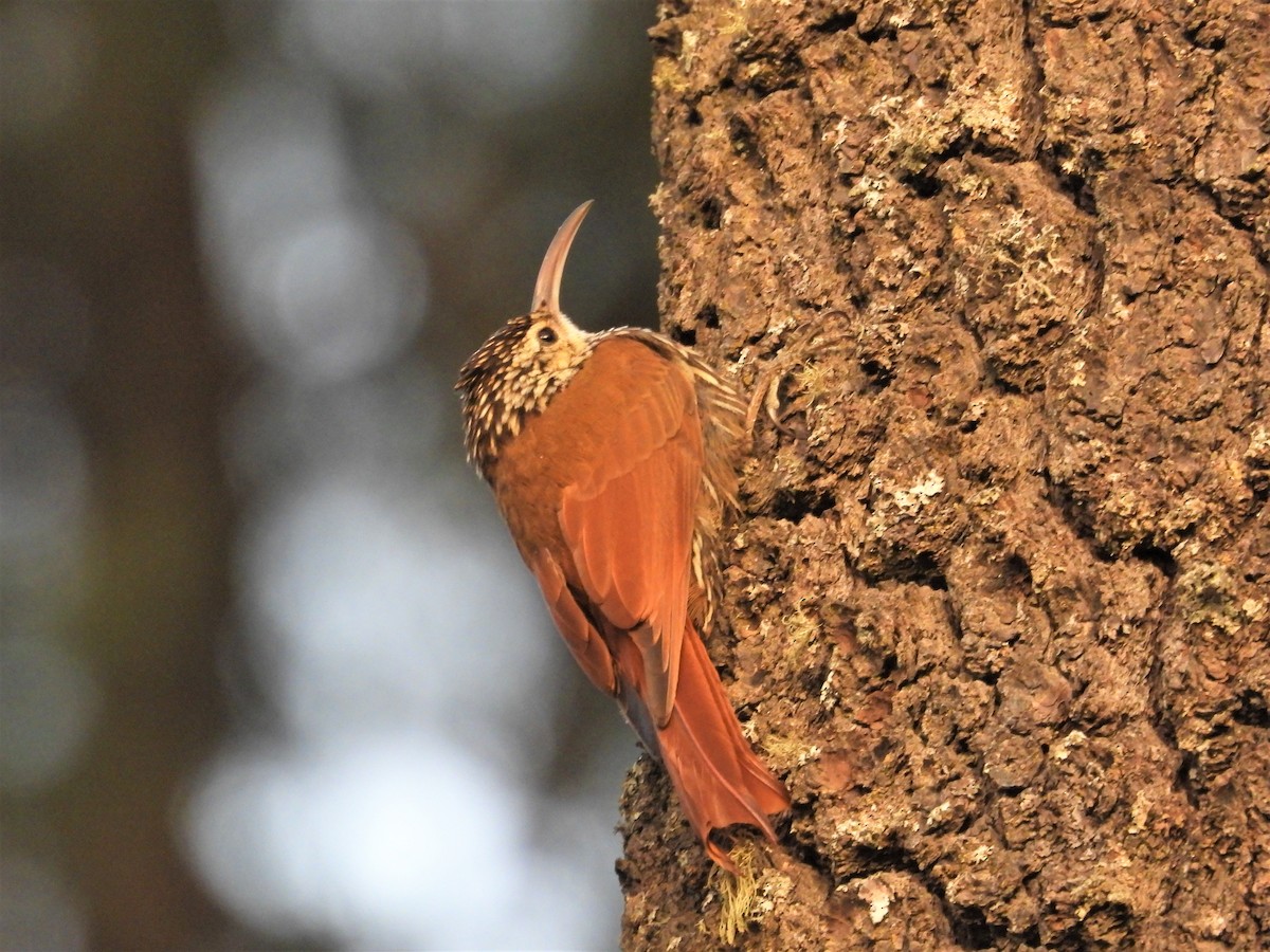 White-striped Woodcreeper - ML559692431