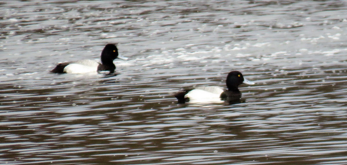 Greater Scaup - ML559692951