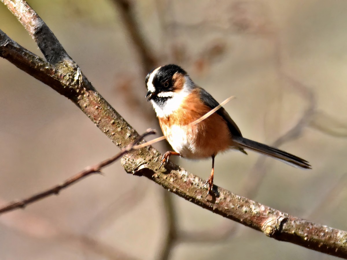 Black-browed Tit (Black-browed) - Arup Ghosh