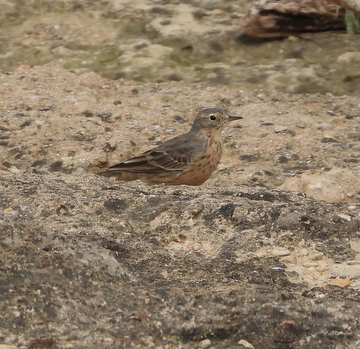 American Pipit - ML559693111