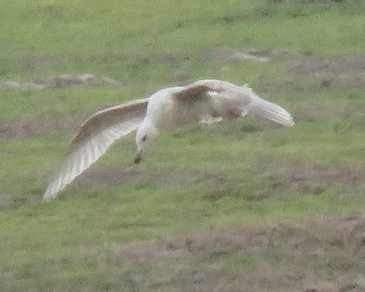 Gaviota (Larus) sp. - ML559693161