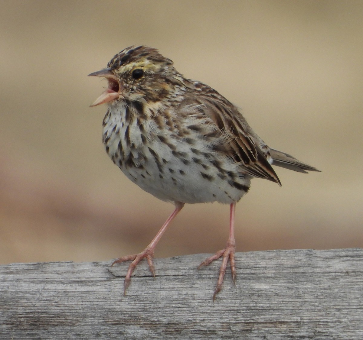 Savannah Sparrow - ML559693321