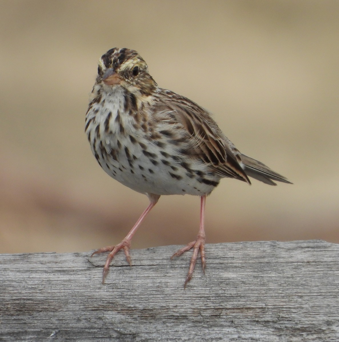 Savannah Sparrow - ML559693331