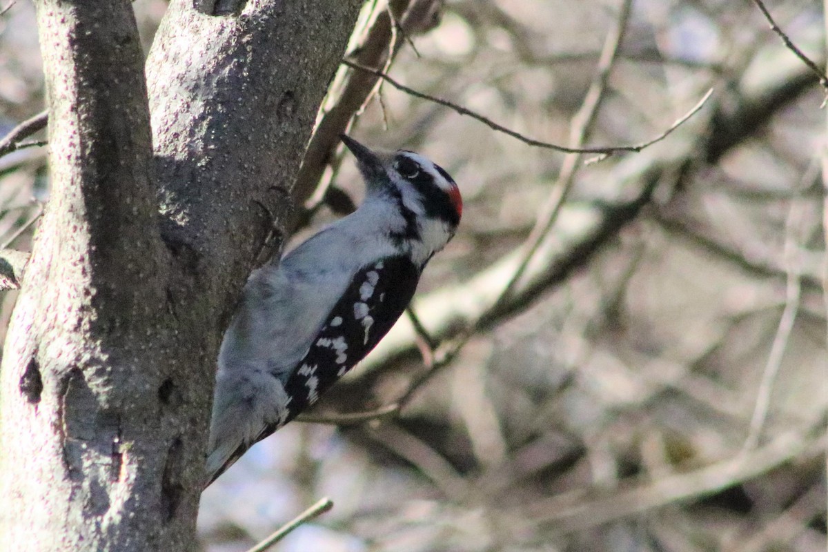 Downy Woodpecker (Eastern) - ML559694011
