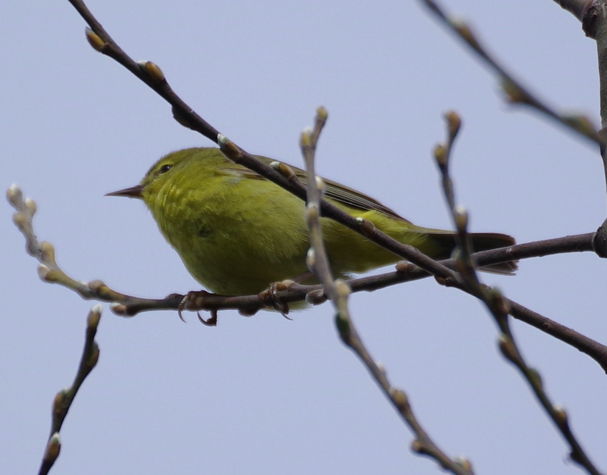 Orange-crowned Warbler - ML559694281