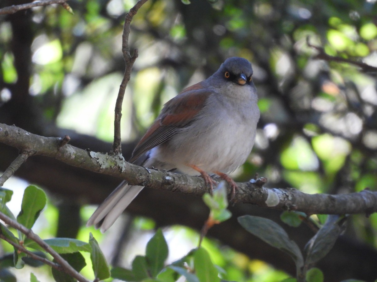 Yellow-eyed Junco - ML559694621