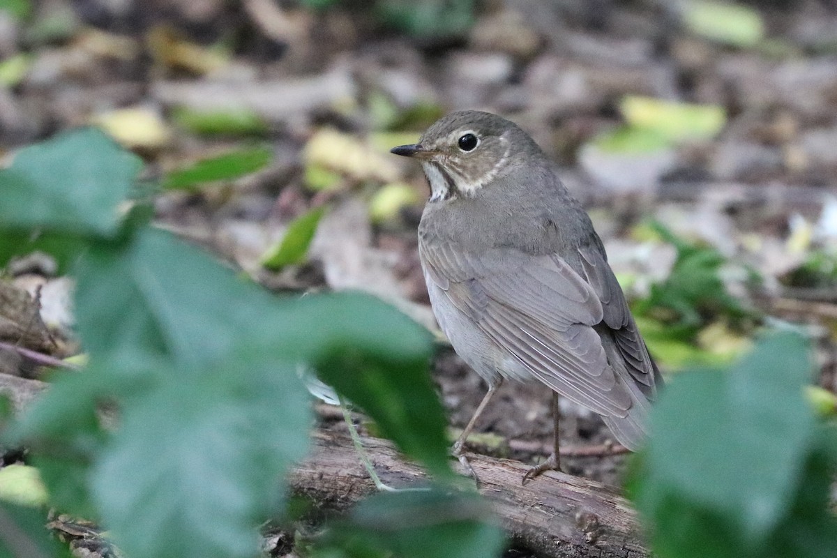 Gray-cheeked Thrush - ML55969531