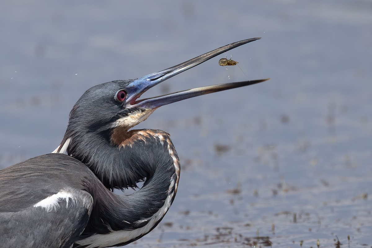 Tricolored Heron - ML559696571