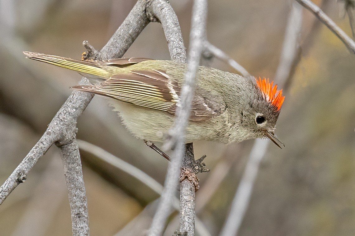 Ruby-crowned Kinglet - Leslie Morris