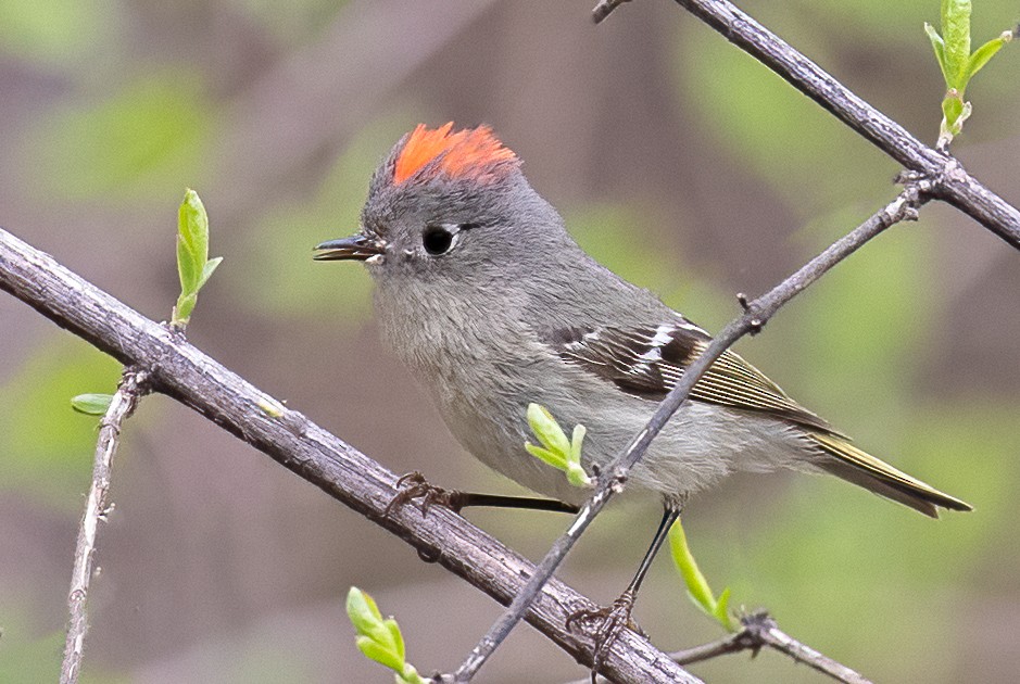 Ruby-crowned Kinglet - Leslie Morris