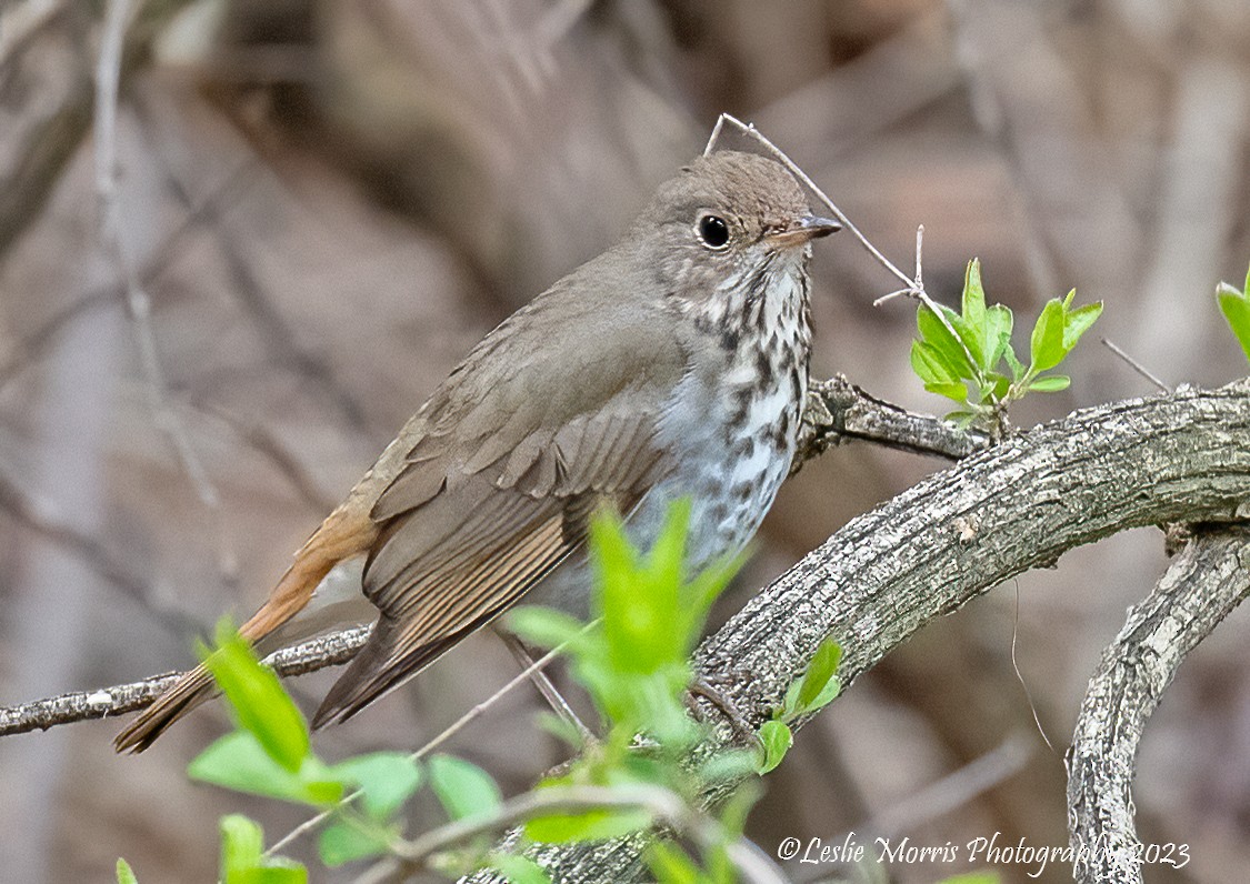 Hermit Thrush - Leslie Morris