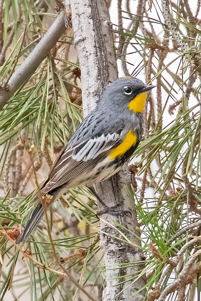 Yellow-rumped Warbler (Audubon's) - Leslie Morris