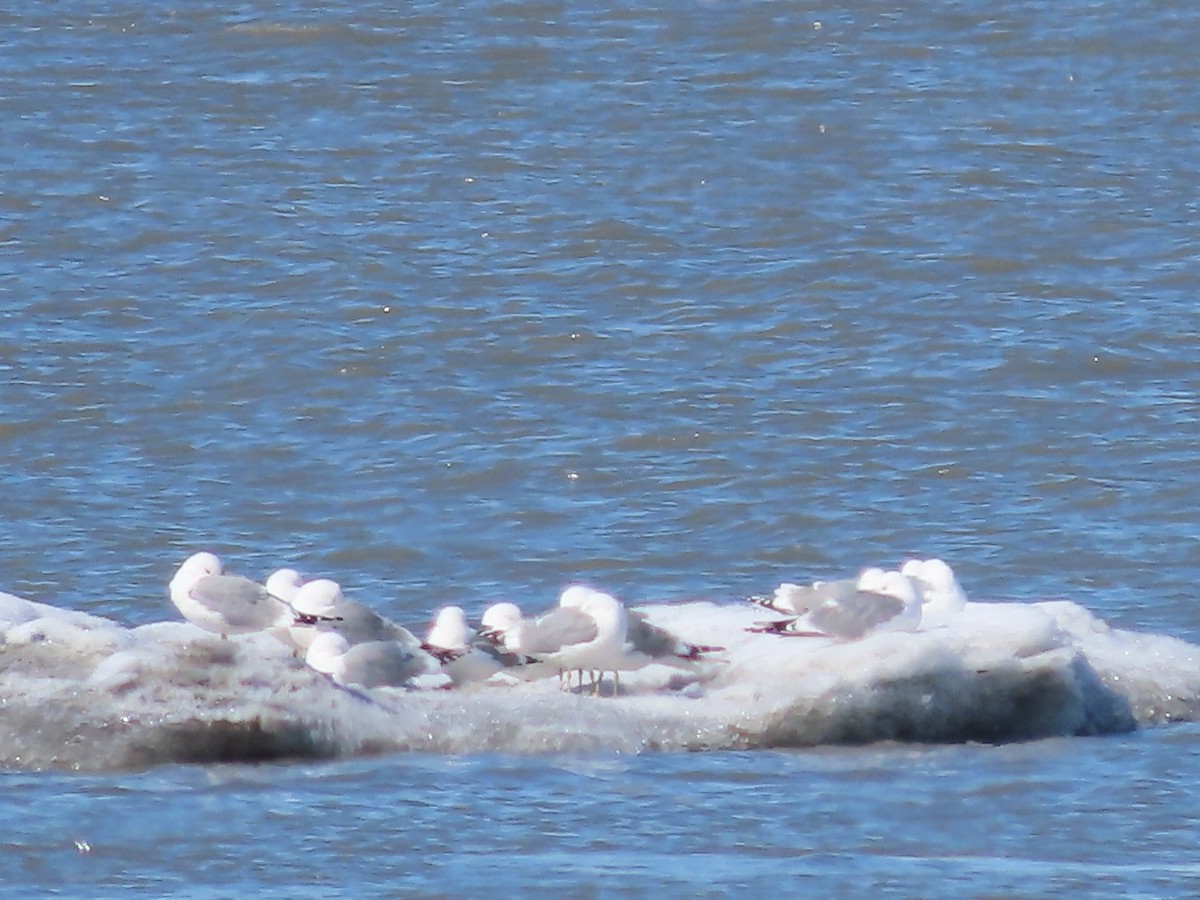 Short-billed Gull - Laura Burke