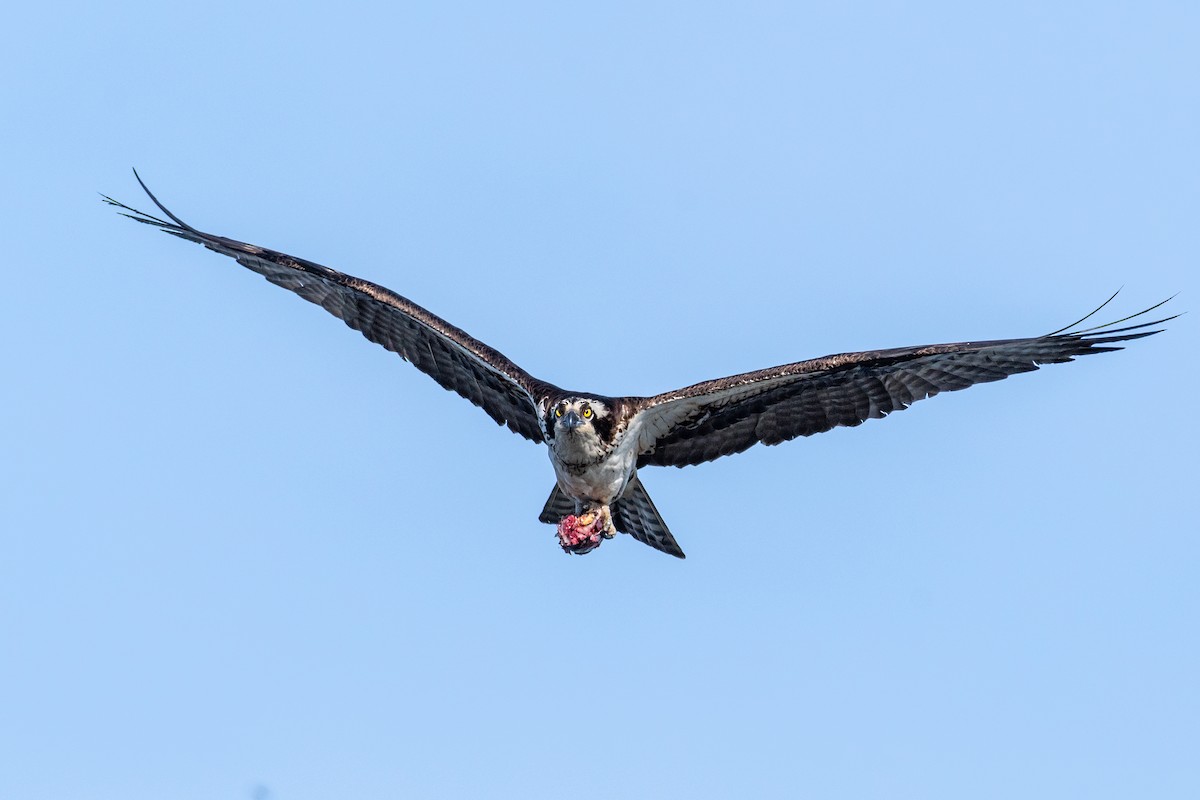 Águila Pescadora - ML559699581