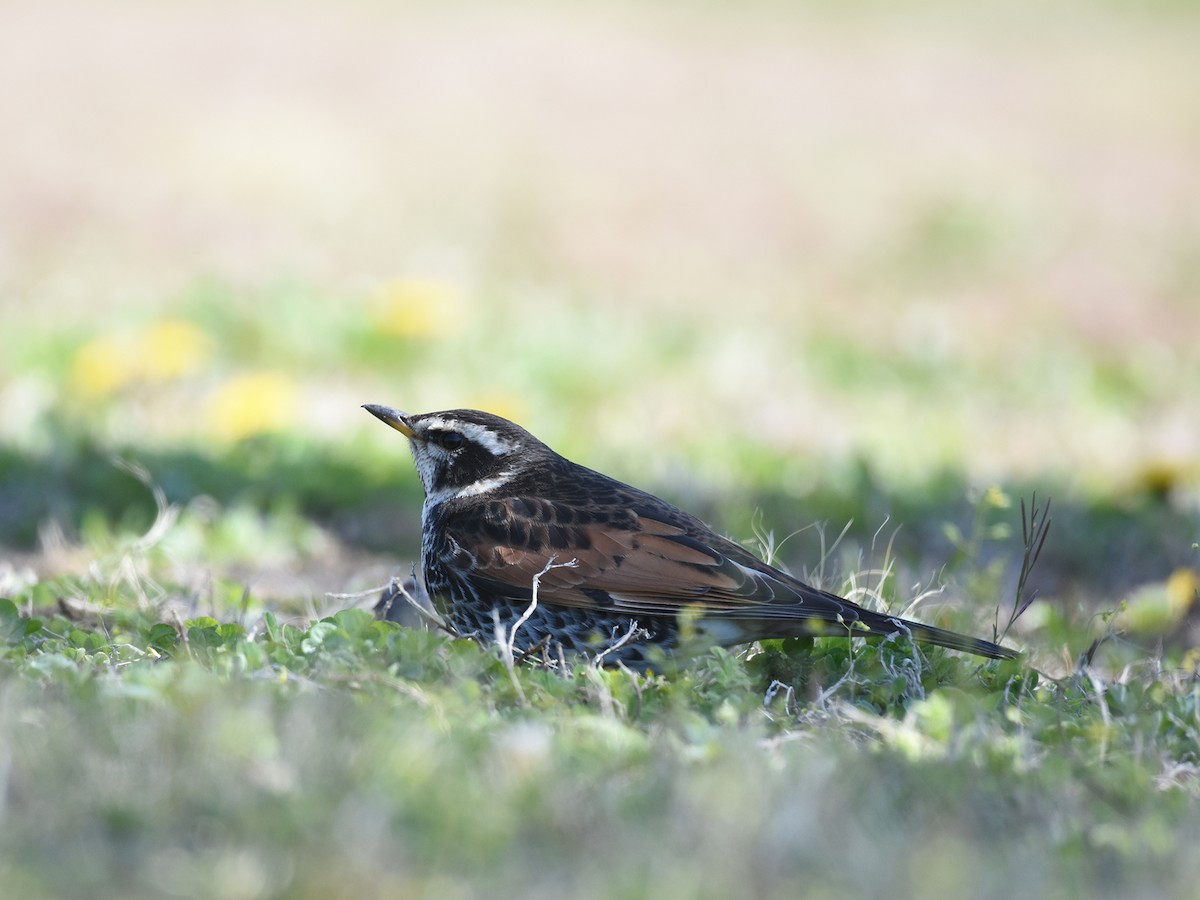 Dusky Thrush - Yojiro Nagai