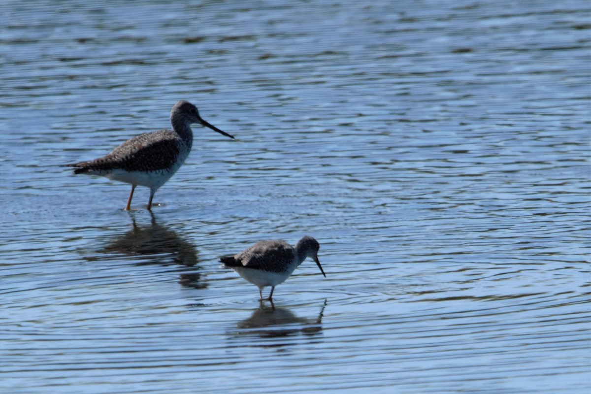 Greater Yellowlegs - Juan Marcos Montanari