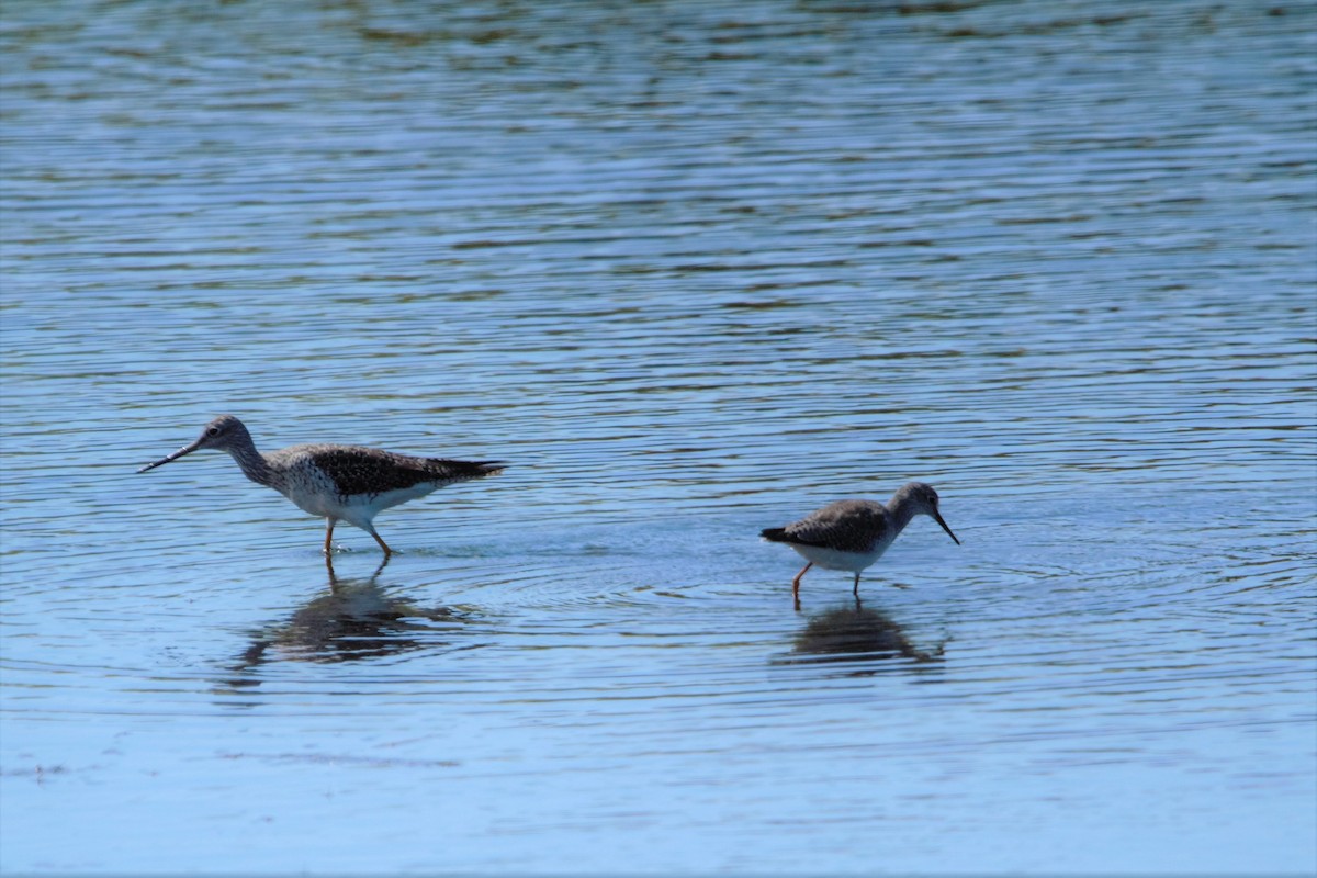 Greater Yellowlegs - ML559700561