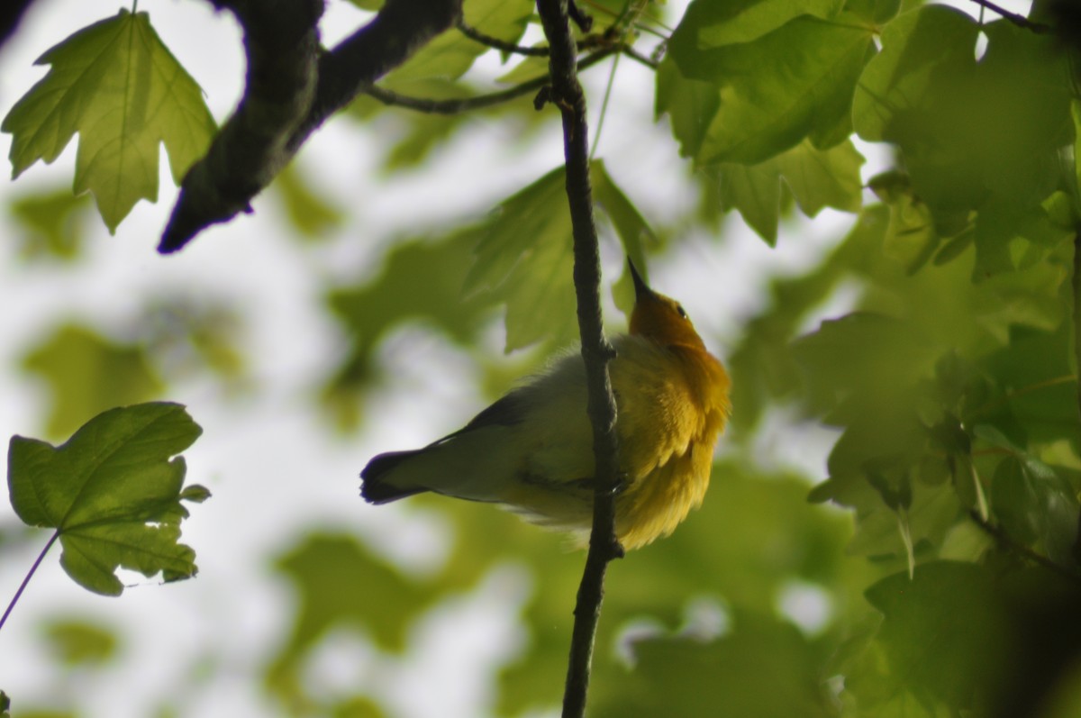 Prothonotary Warbler - ML559700661