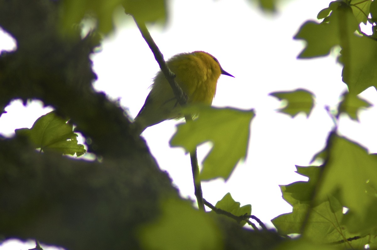 Prothonotary Warbler - ML559700831