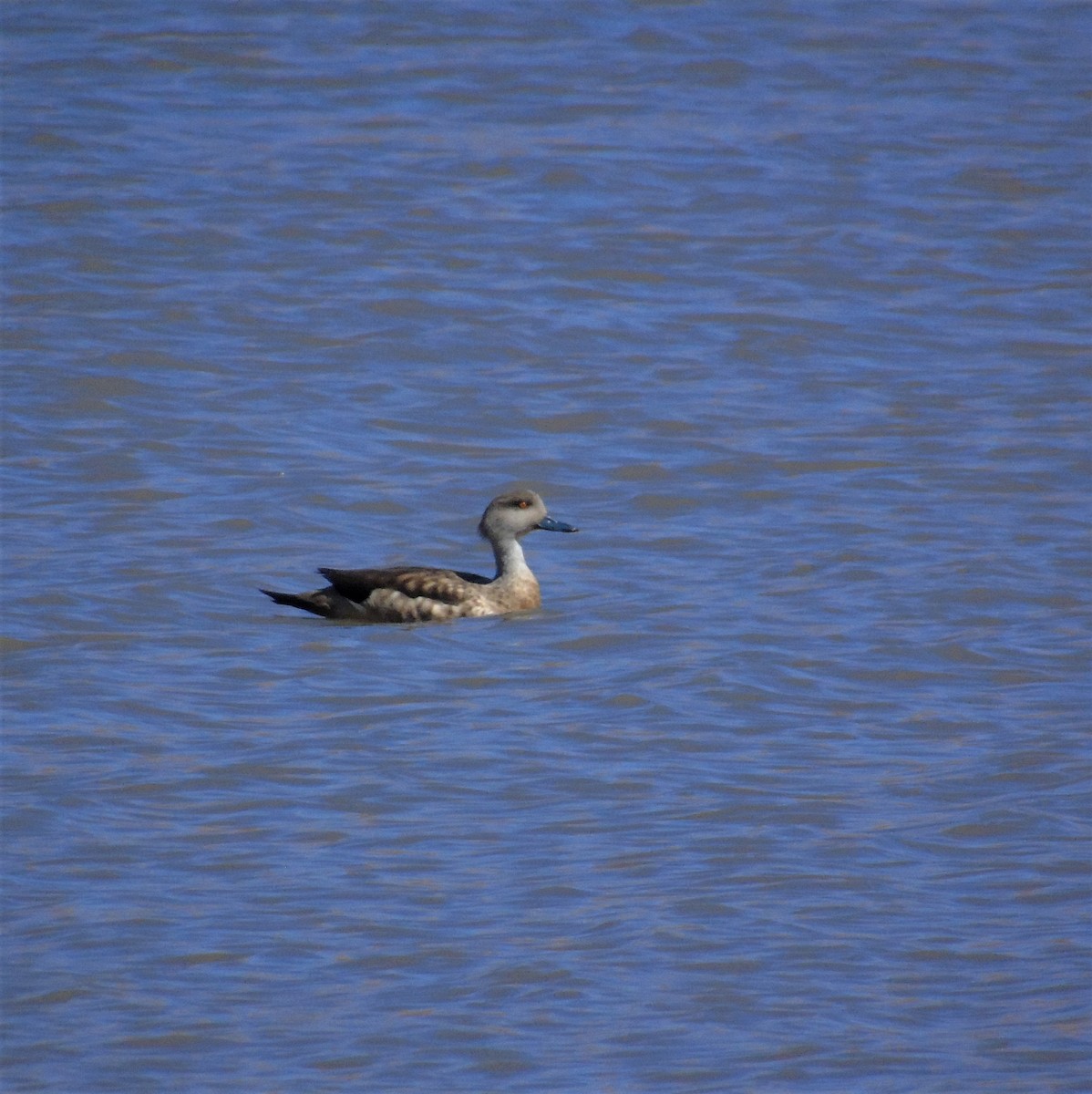 Crested Duck - ML559701081