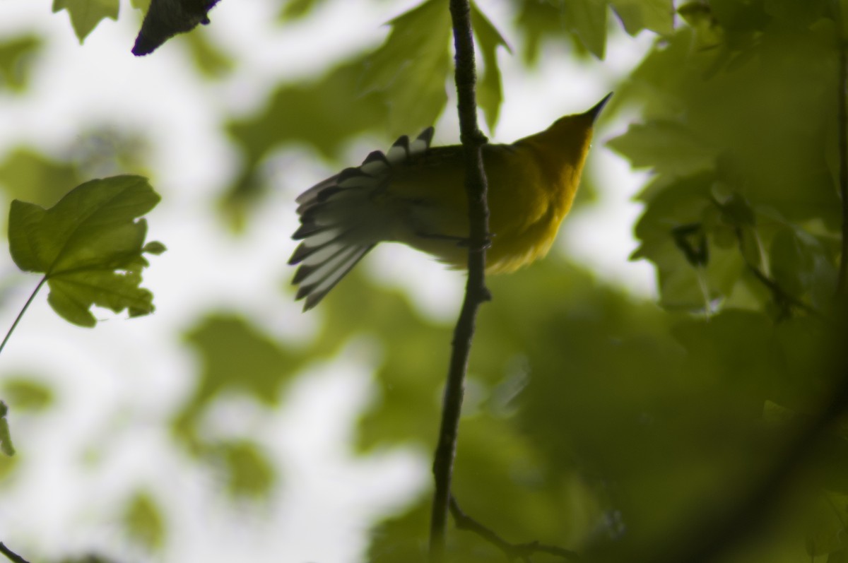 Prothonotary Warbler - ML559701131