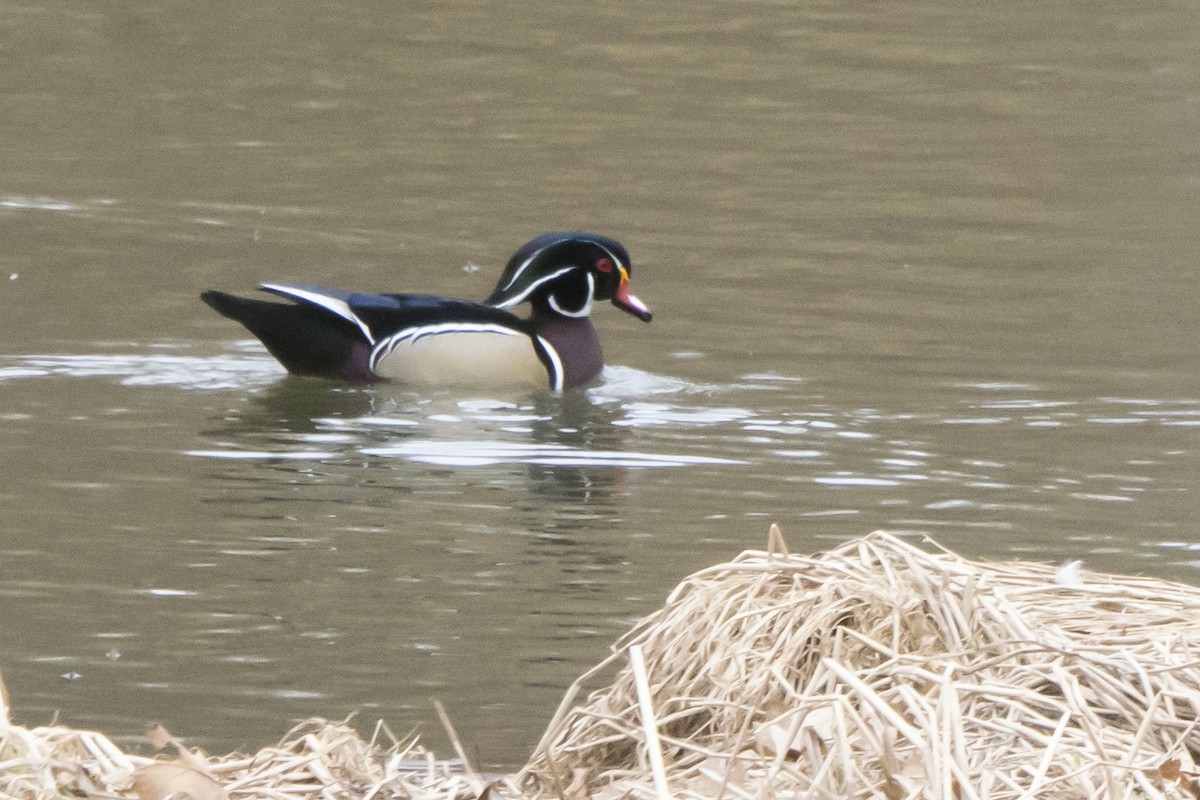 Wood Duck - ML559701971