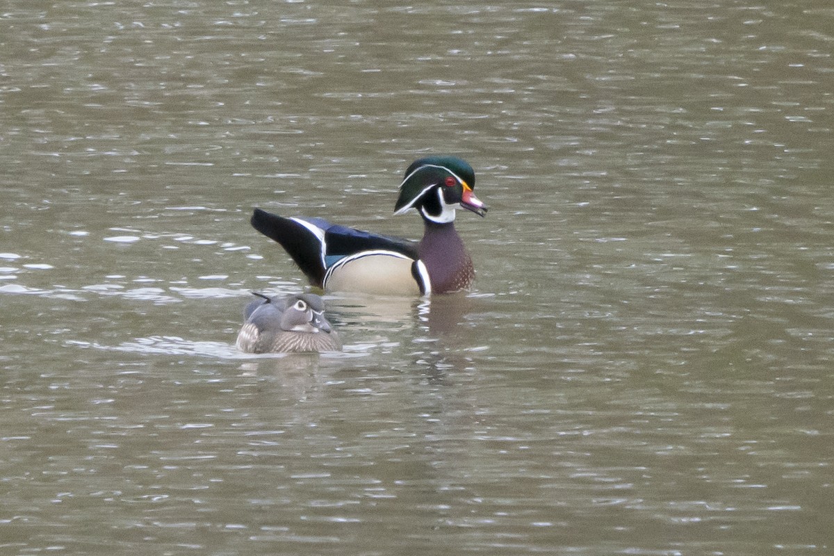 Wood Duck - ML559701981