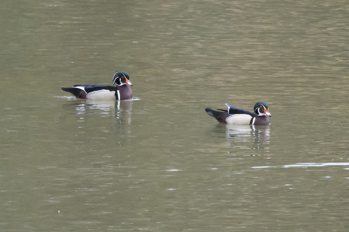 Wood Duck - ML559702001