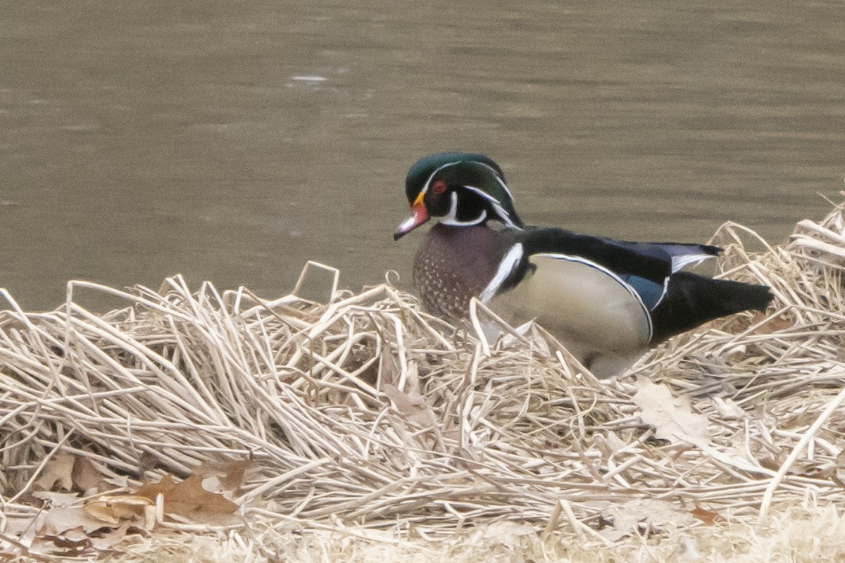 Wood Duck - ML559702021