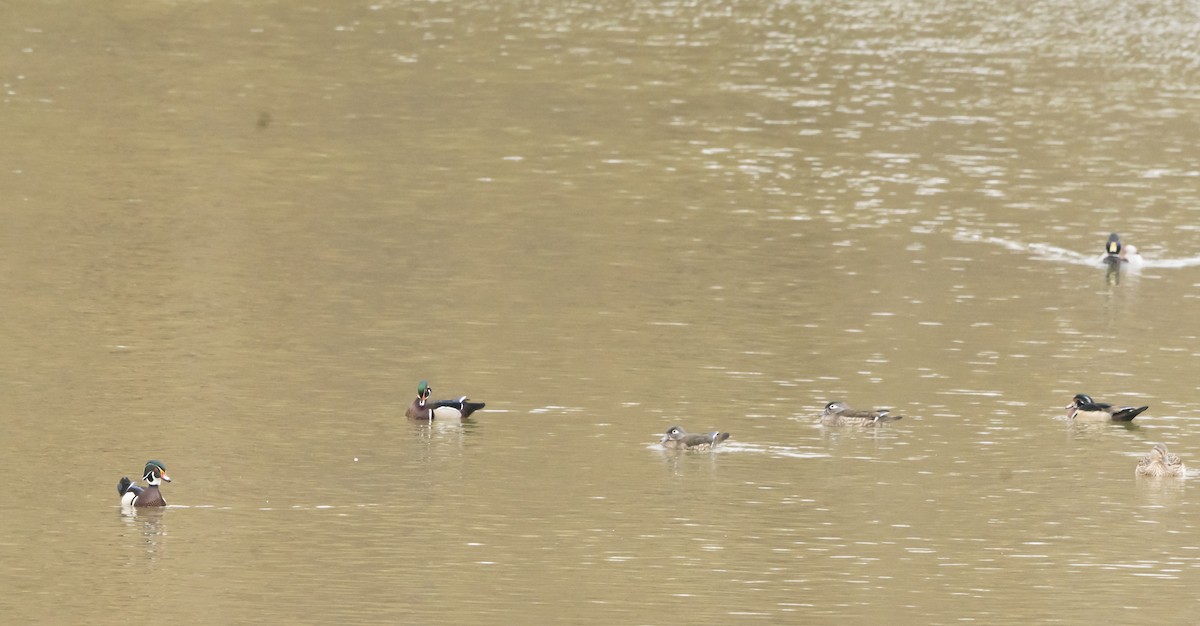 Wood Duck - Joseph Cooney