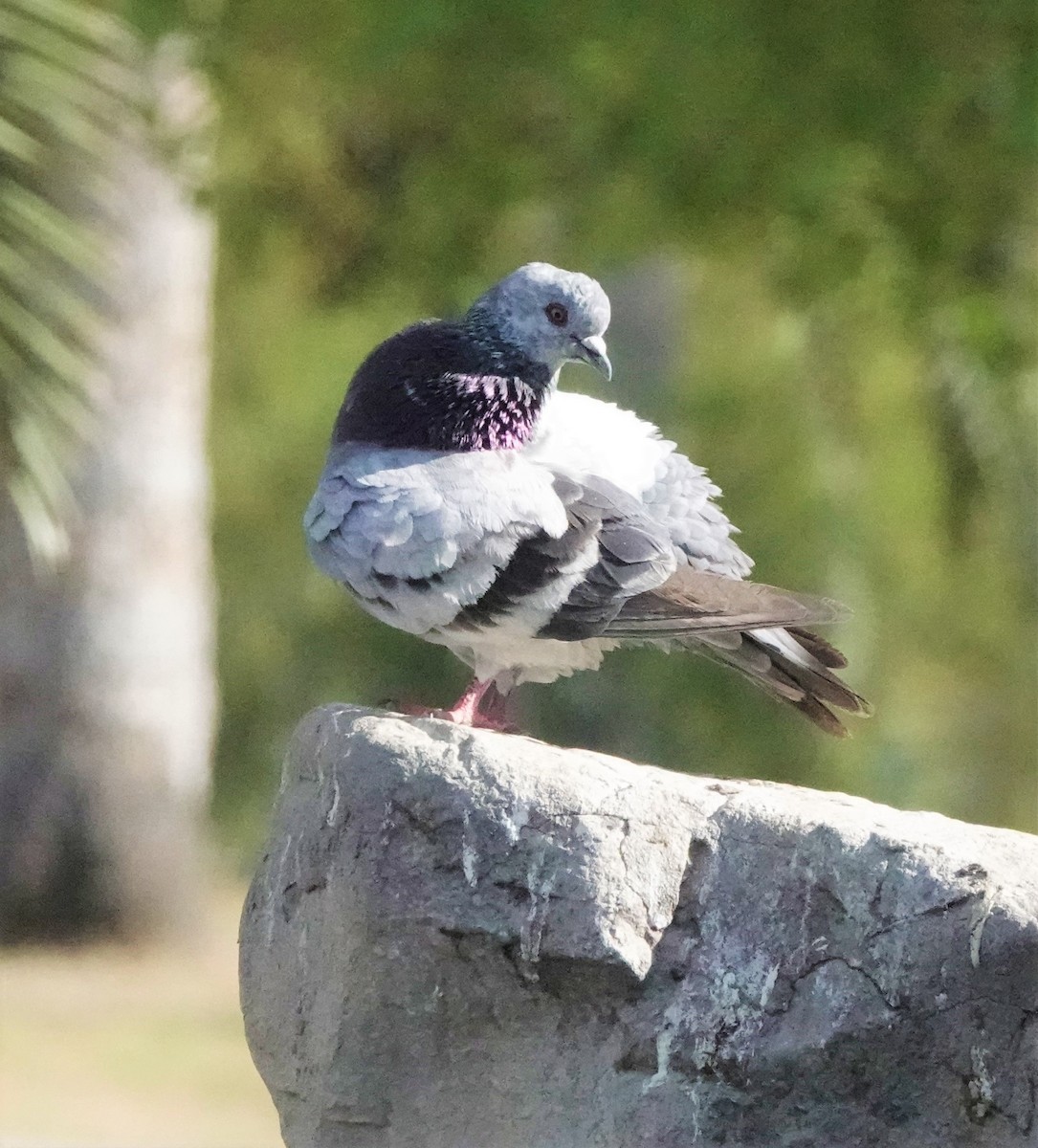 Rock Pigeon (Feral Pigeon) - ML559703071