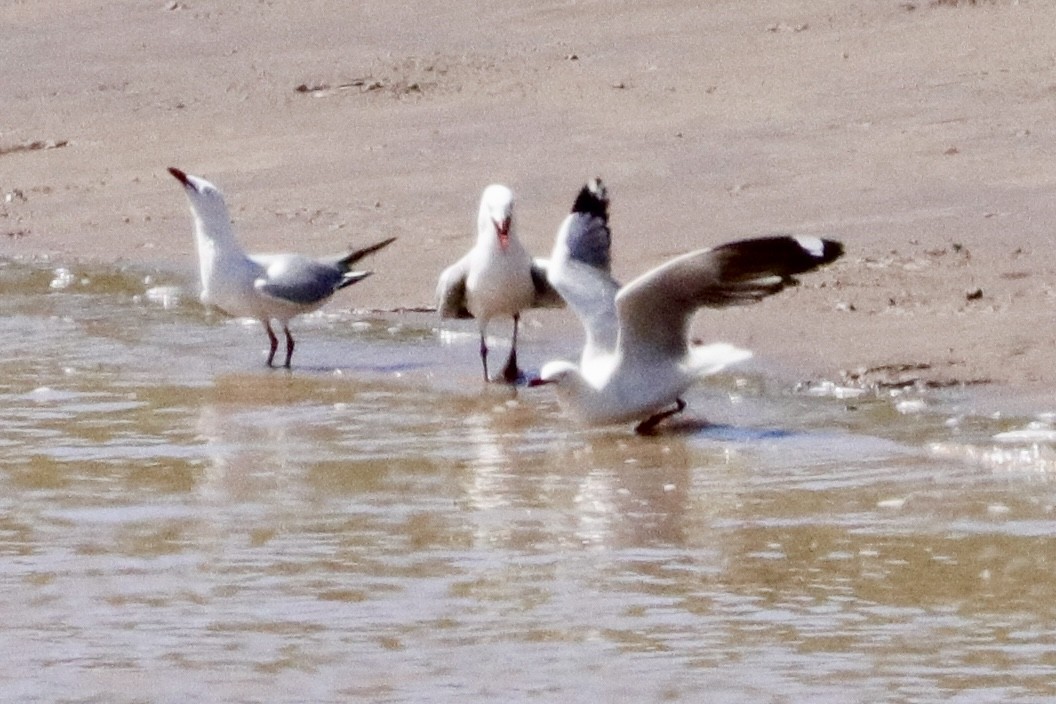 Gaviota Plateada - ML559704601