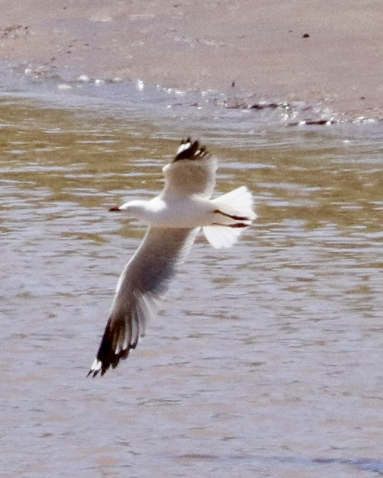 Silver Gull - Jay & Judy Anderson