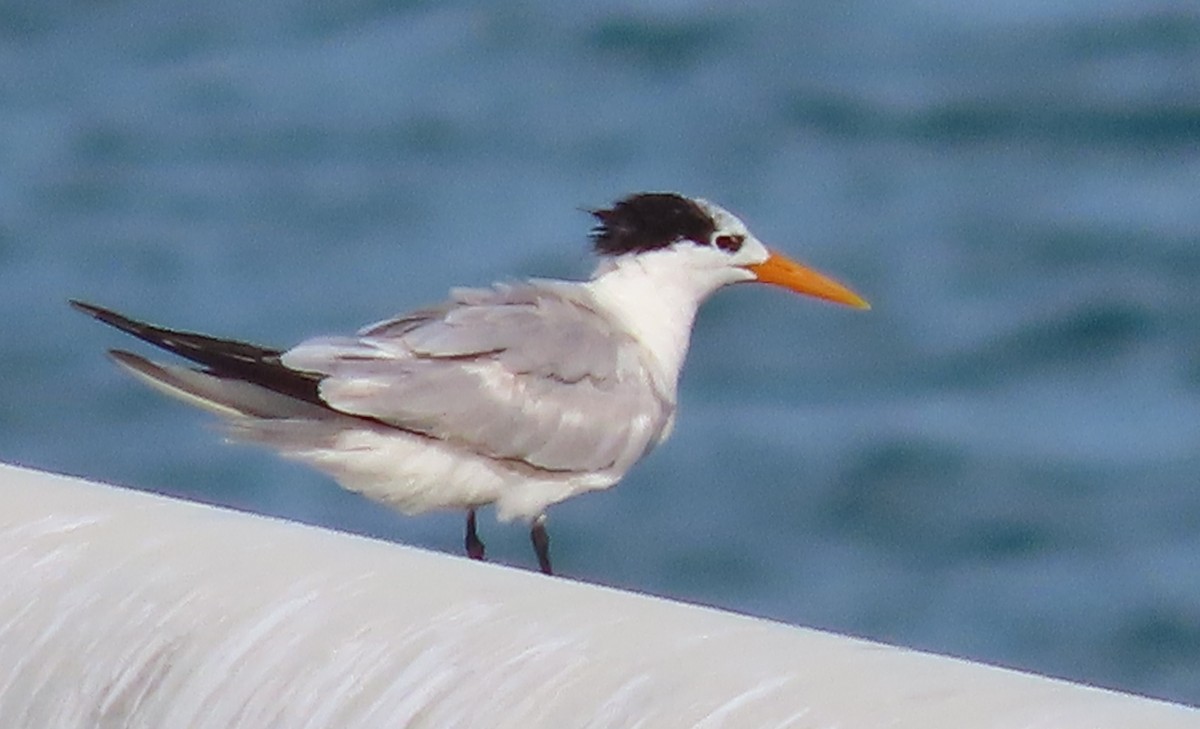 Lesser Crested Tern - ML559704761