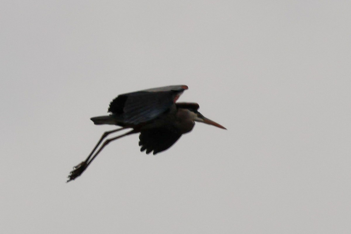 Great Blue Heron (Great Blue) - ML559706501