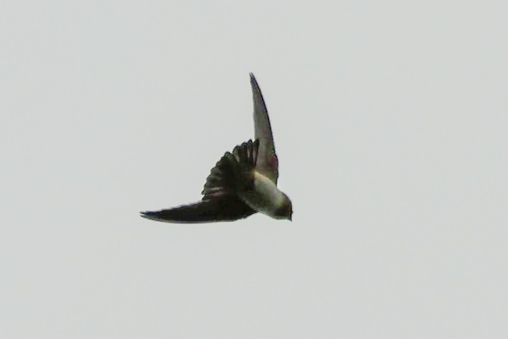 Northern Rough-winged Swallow - ML559706861