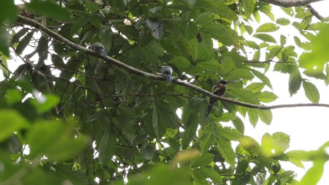 Purplish Jacamar - ML559709621